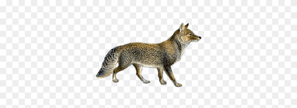 Jackal, Animal, Coyote, Mammal, Kangaroo Free Transparent Png