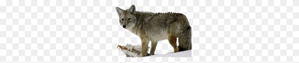 Jackal, Animal, Coyote, Mammal, Kangaroo Png