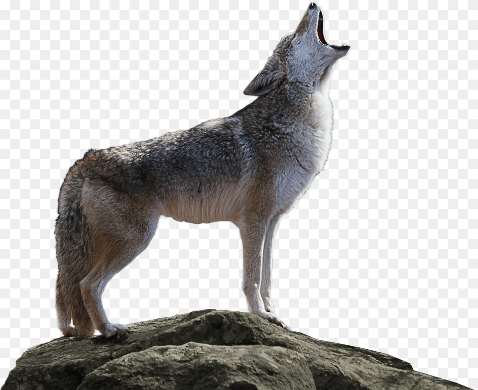 Jackal, Animal, Coyote, Mammal, Kangaroo Png Image