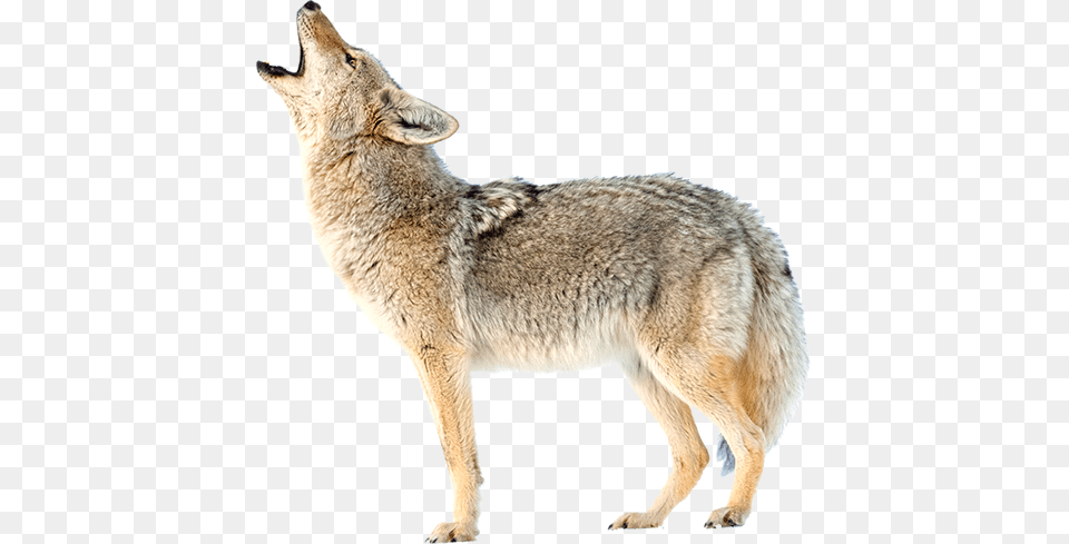 Jackal, Animal, Coyote, Mammal, Kangaroo Free Transparent Png