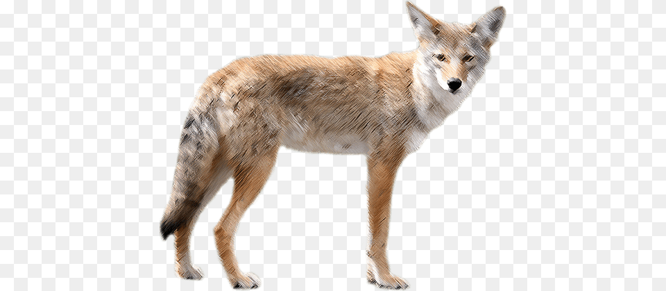 Jackal, Animal, Coyote, Mammal, Bear Png