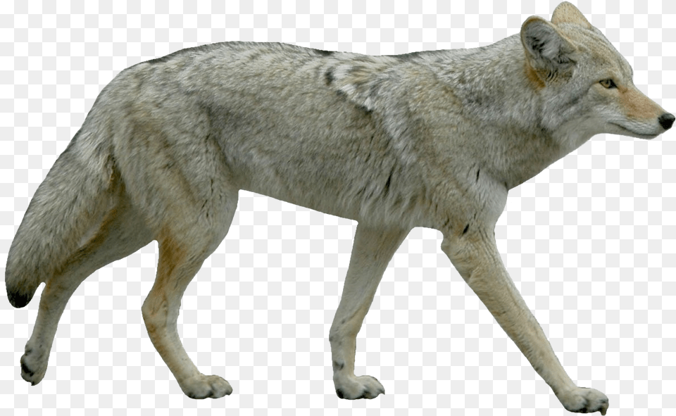 Jackal Background Coyote Transparent, Animal, Mammal, Canine, Dog Free Png