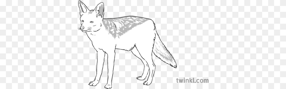 Jackal Black And White Illustration Jackal Black And White, Animal, Mammal, Coyote, Canine Free Transparent Png