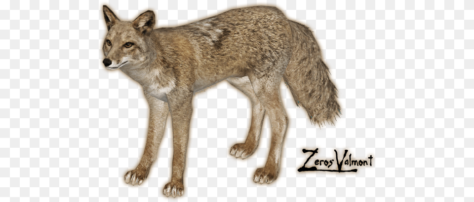 Jackal Coyote, Animal, Mammal, Canine, Dog Png