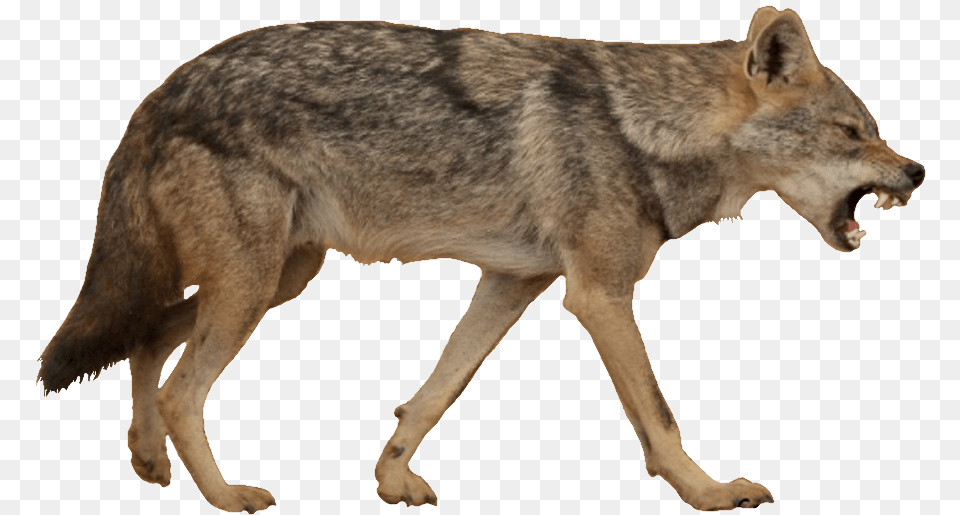 Jackal Coyote Coyote, Animal, Canine, Mammal, Red Wolf Free Png Download