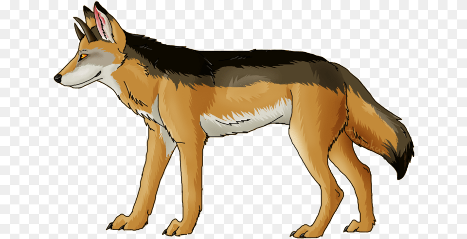 Jackal Coyote Download Image With Transparent, Mammal, Animal, Canine, Wolf Png