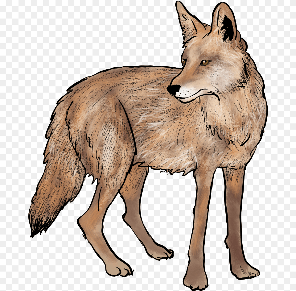 Jackal Coyote Transparent Coyote Clipart, Mammal, Animal, Canine, Wolf Free Png Download