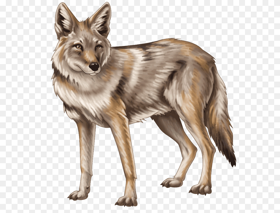 Jackal Hd Pic Transparent Image Coyote, Animal, Mammal, Canine, Dog Free Png