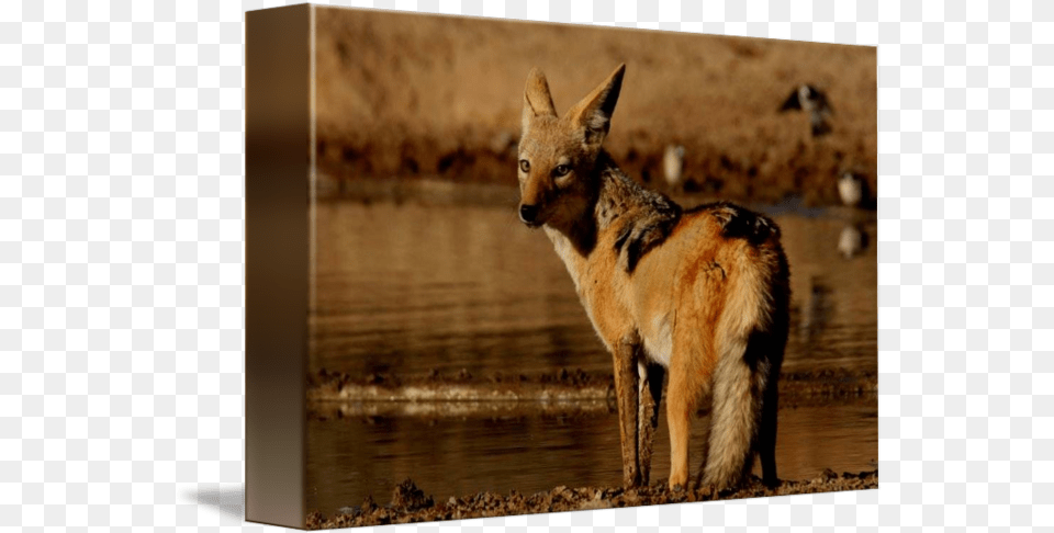 Jackal Jackal, Animal, Wildlife, Mammal, Kit Fox Free Png Download
