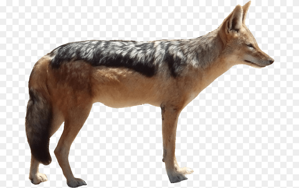 Jackal Pic, Animal, Coyote, Mammal, Canine Free Transparent Png