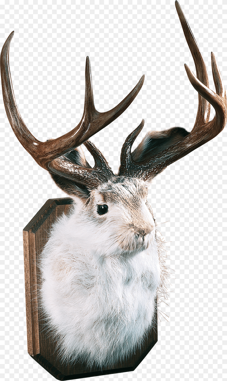 Jackalope Buy, Antler, Animal, Deer, Mammal Free Png Download