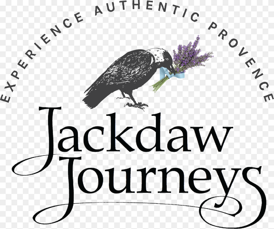 Jackdaw Journeys Crow, Animal, Bird, Beak, Vulture Png