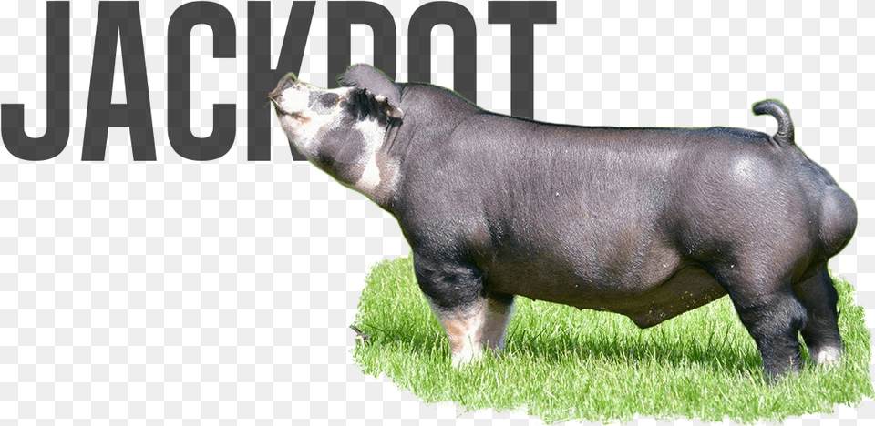Jackpot Slow Cooker, Animal, Boar, Hog, Mammal Png