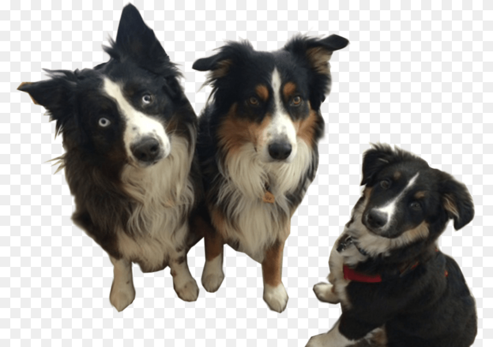 Jackson Storm Australian Collie, Animal, Canine, Dog, Mammal Png