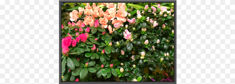 Jacques Flower Shop Hypericum, Geranium, Petal, Plant, Rose Png