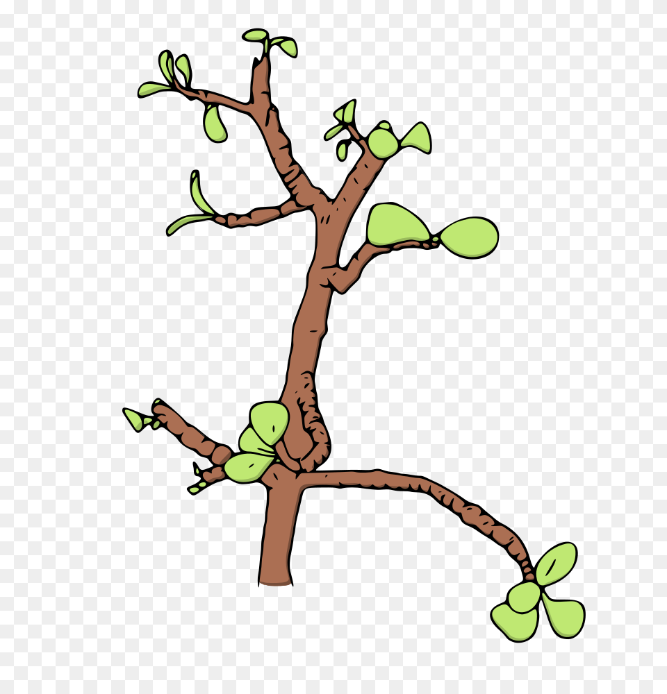 Jade Money Tree Leeya Illustration Clip Art, Leaf, Plant, Flower, Person Free Png Download