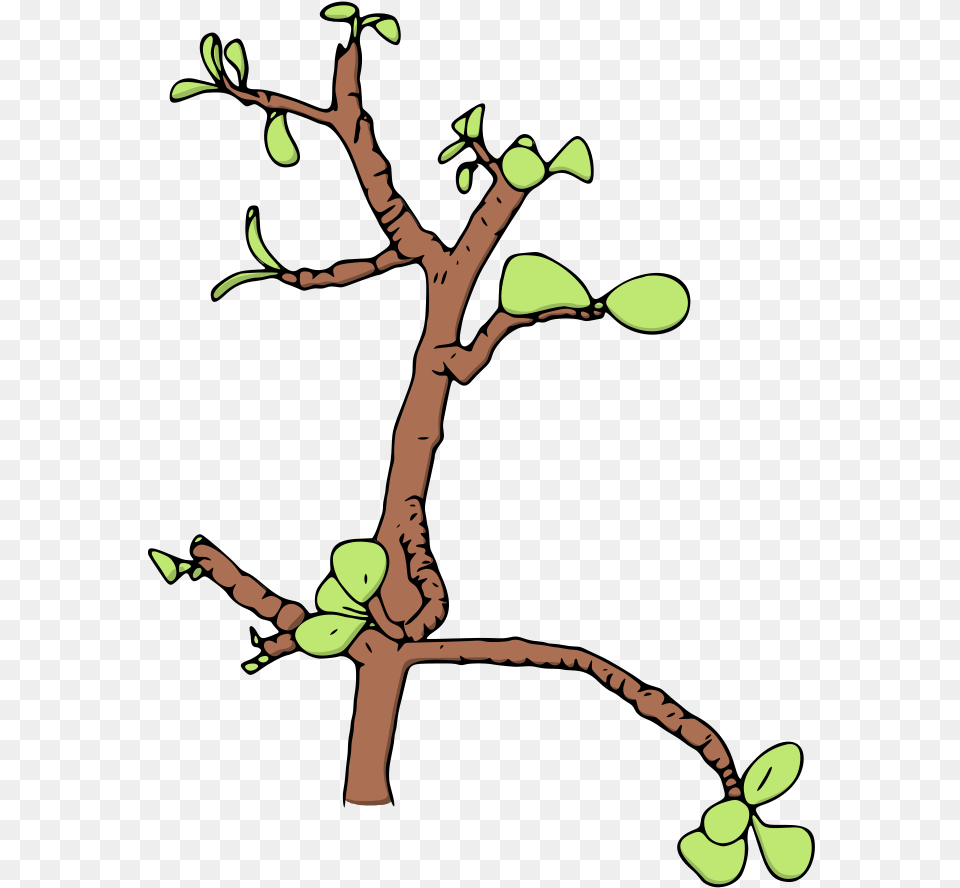 Jade Money Tree Vector Illustration Clip Art, Leaf, Plant, Flower, Person Free Transparent Png