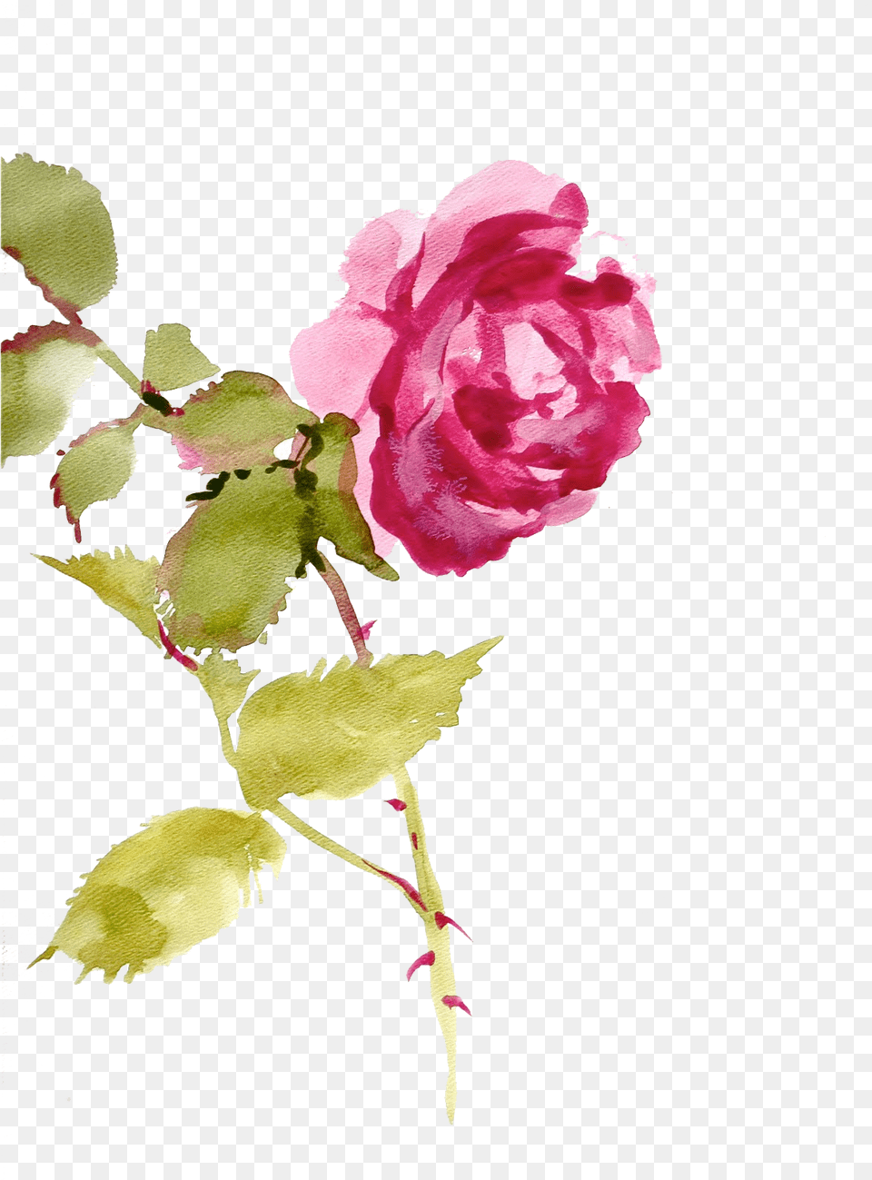 Jaehos Tumblr Com Post Texture Pack Watercolor Painting, Flower, Petal, Plant, Rose Free Png Download