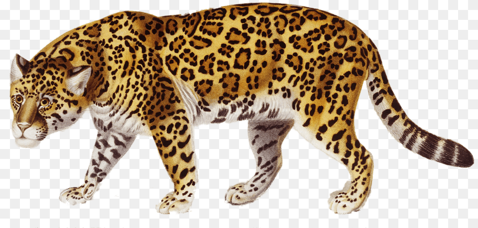 Jaguar, Animal, Mammal, Wildlife, Panther Free Png