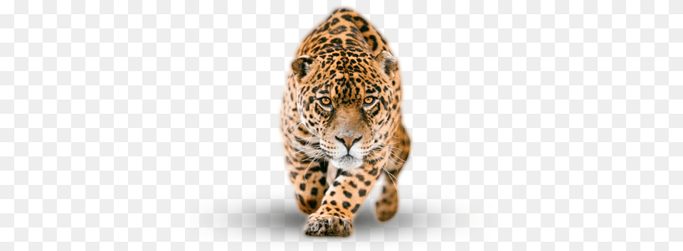 Jaguar, Animal, Mammal, Panther, Wildlife Png Image