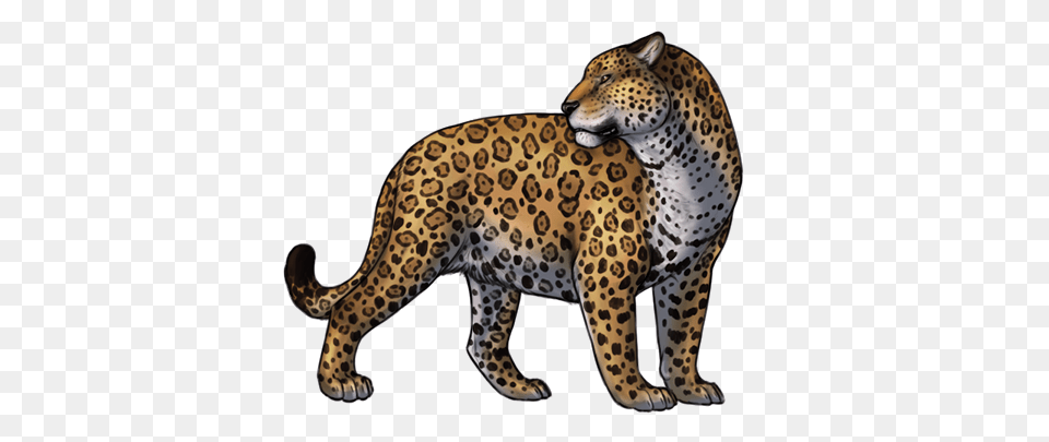 Jaguar, Animal, Cheetah, Mammal, Wildlife Free Transparent Png