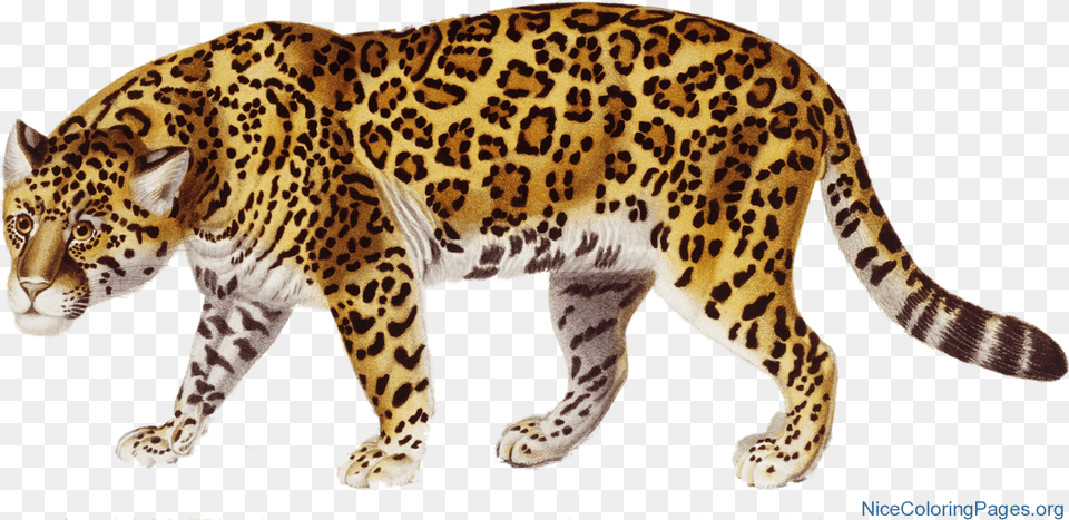 Jaguar, Animal, Mammal, Wildlife, Panther Png