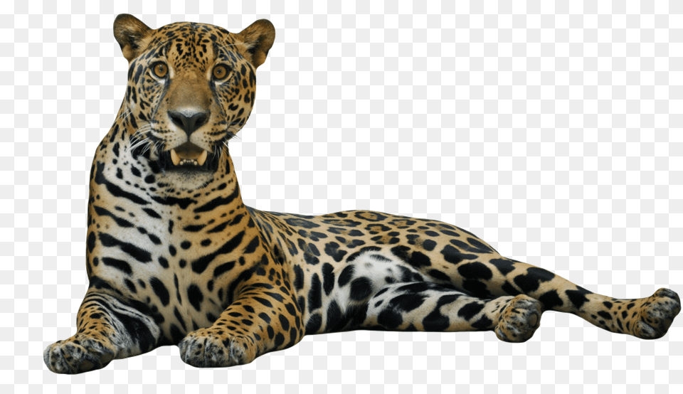 Jaguar, Animal, Mammal, Panther, Wildlife Png