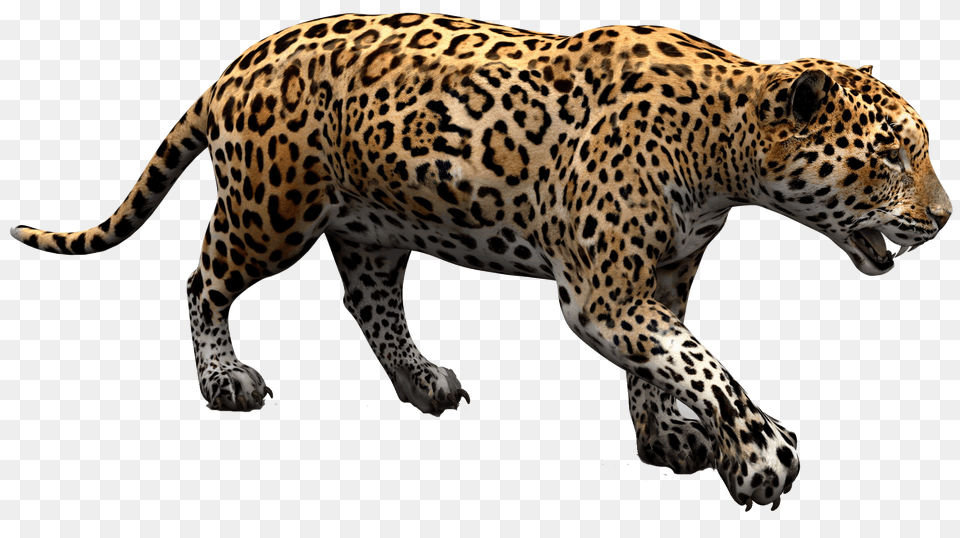 Jaguar, Animal, Mammal, Panther, Wildlife Free Png Download
