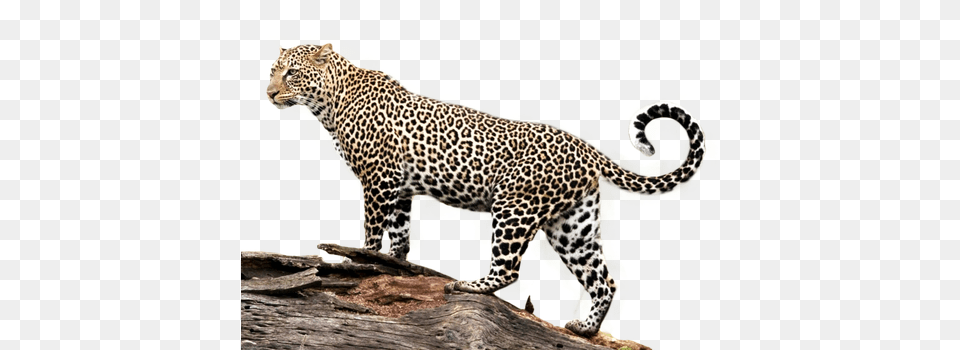 Jaguar, Animal, Mammal, Panther, Wildlife Free Png