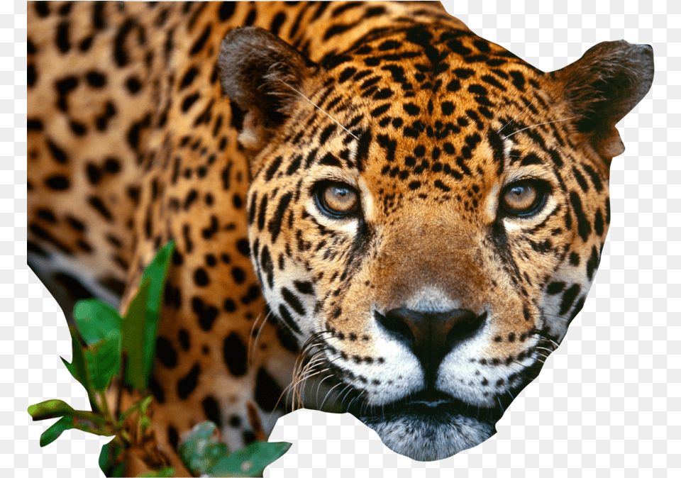 Jaguar, Animal, Mammal, Panther, Wildlife Png