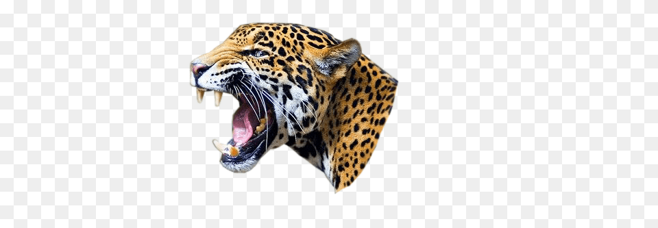 Jaguar, Animal, Mammal, Panther, Wildlife Png