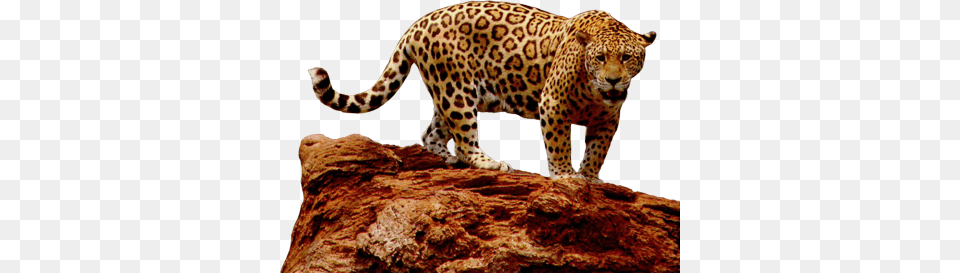 Jaguar, Animal, Wildlife, Mammal, Panther Free Png