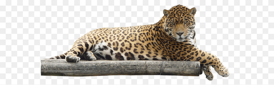 Jaguar, Animal, Mammal, Panther, Wildlife Free Transparent Png