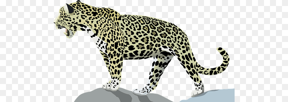 Jaguar Animal, Mammal, Panther, Wildlife Png Image