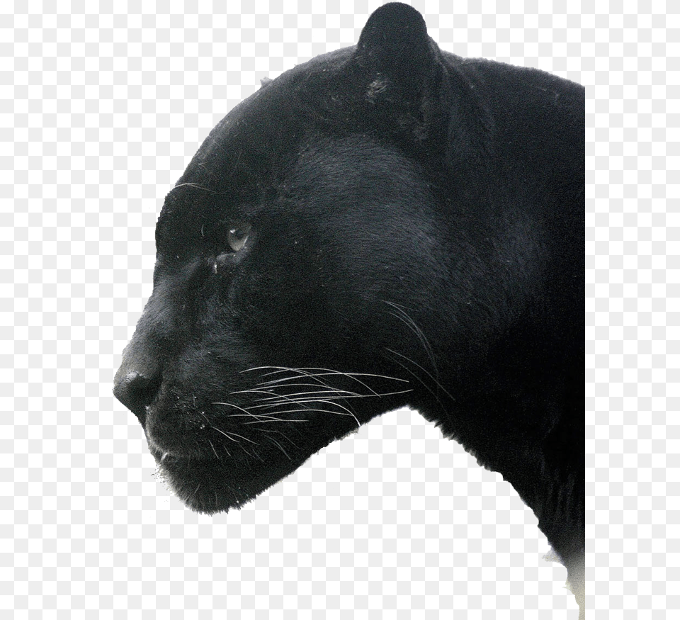 Jaguar, Animal, Mammal, Panther, Wildlife Png