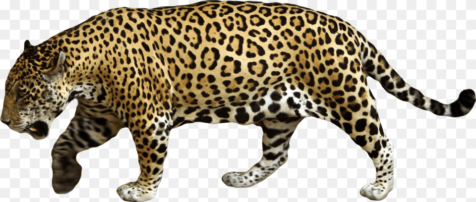 Jaguar, Animal, Mammal, Panther, Wildlife Free Png