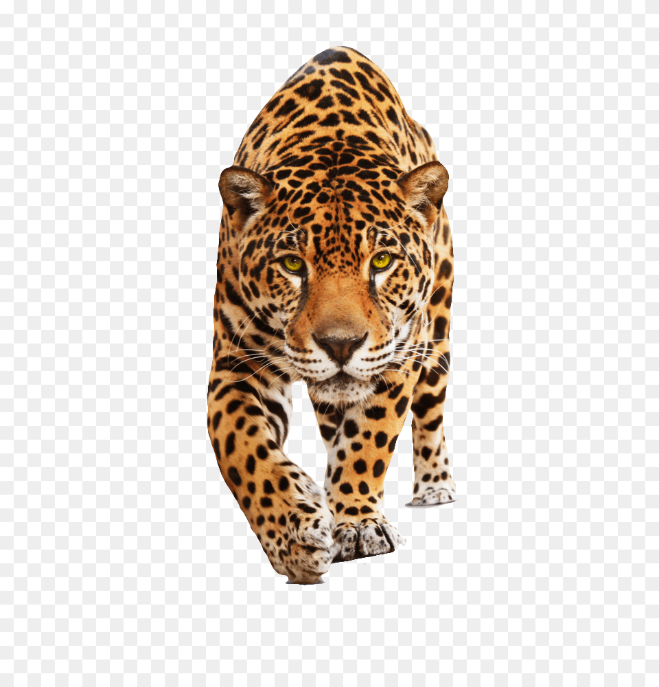 Jaguar, Animal, Mammal, Panther, Wildlife Free Png