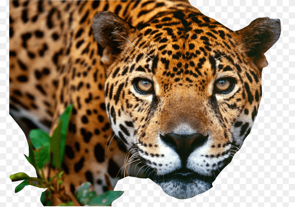 Jaguar, Animal, Mammal, Panther, Wildlife Png