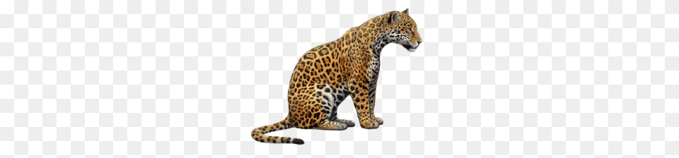 Jaguar, Animal, Mammal, Panther, Wildlife Png Image