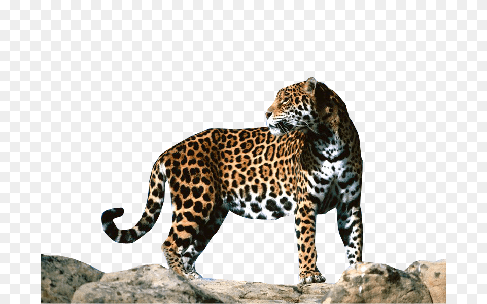 Jaguar, Animal, Mammal, Panther, Wildlife Png