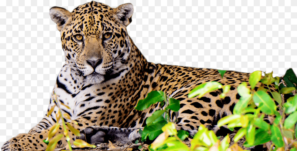 Jaguar Animal, Mammal, Panther, Wildlife, Cheetah Free Transparent Png
