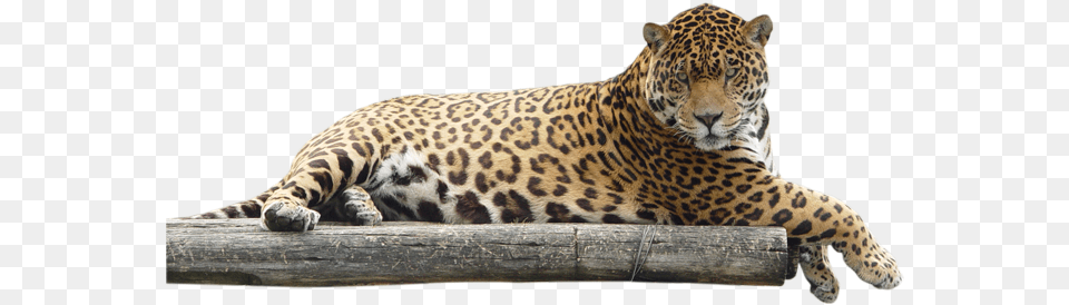 Jaguar Animal Jaguar, Mammal, Panther, Wildlife Free Png