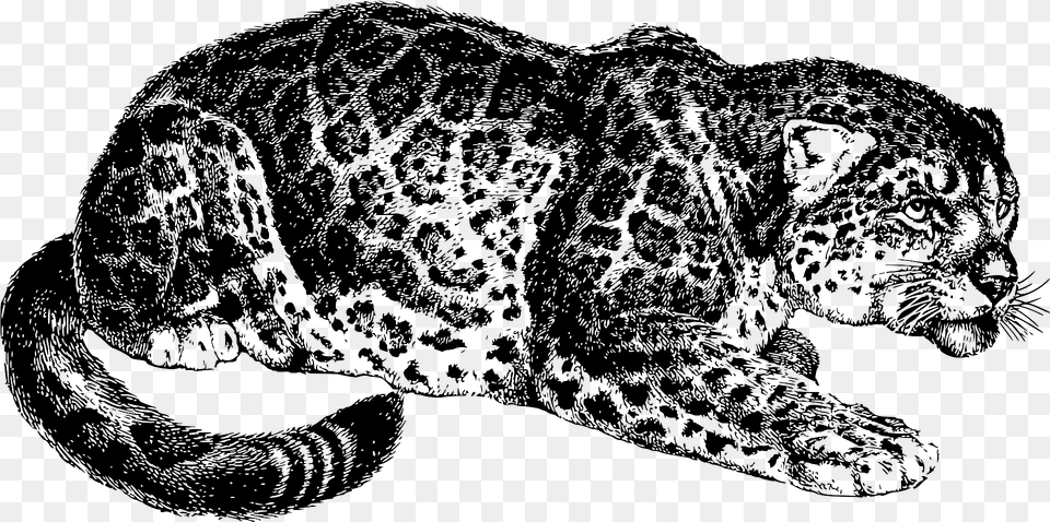 Jaguar Black And White Clipart, Animal, Panther, Mammal, Wildlife Free Png