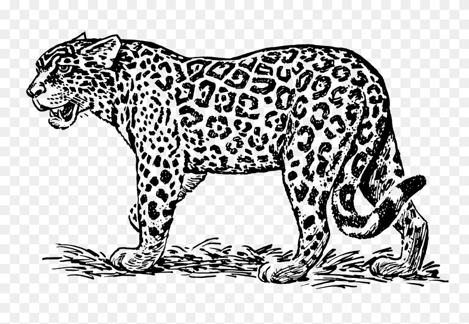 Jaguar Clipart, Animal, Mammal, Panther, Wildlife Free Transparent Png