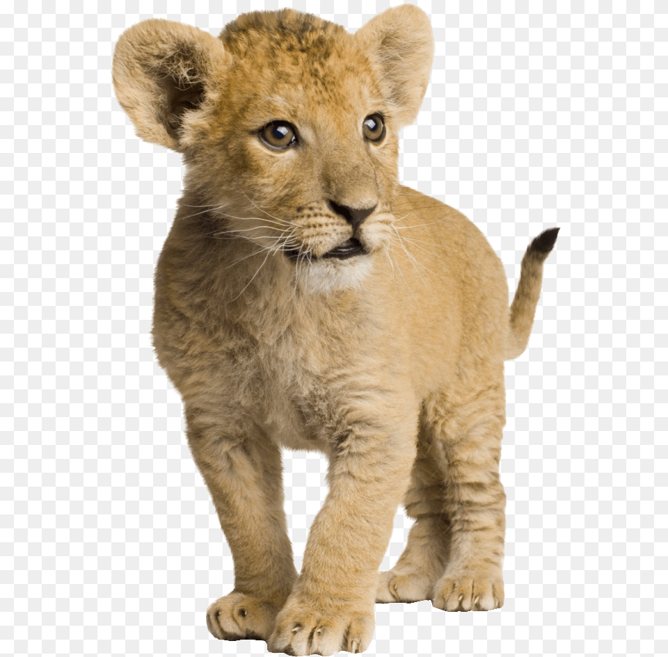Jaguar Clipart Jaguar Cub, Animal, Lion, Mammal, Wildlife Png