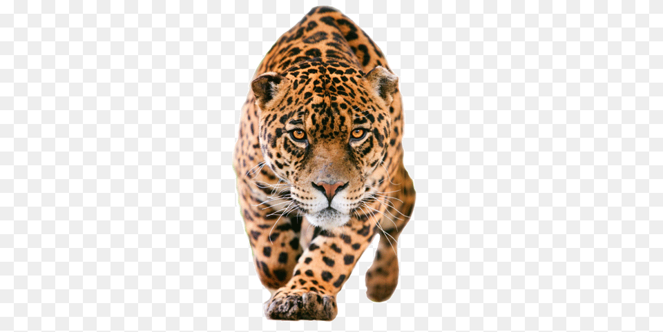 Jaguar Closer, Animal, Mammal, Panther, Wildlife Free Png