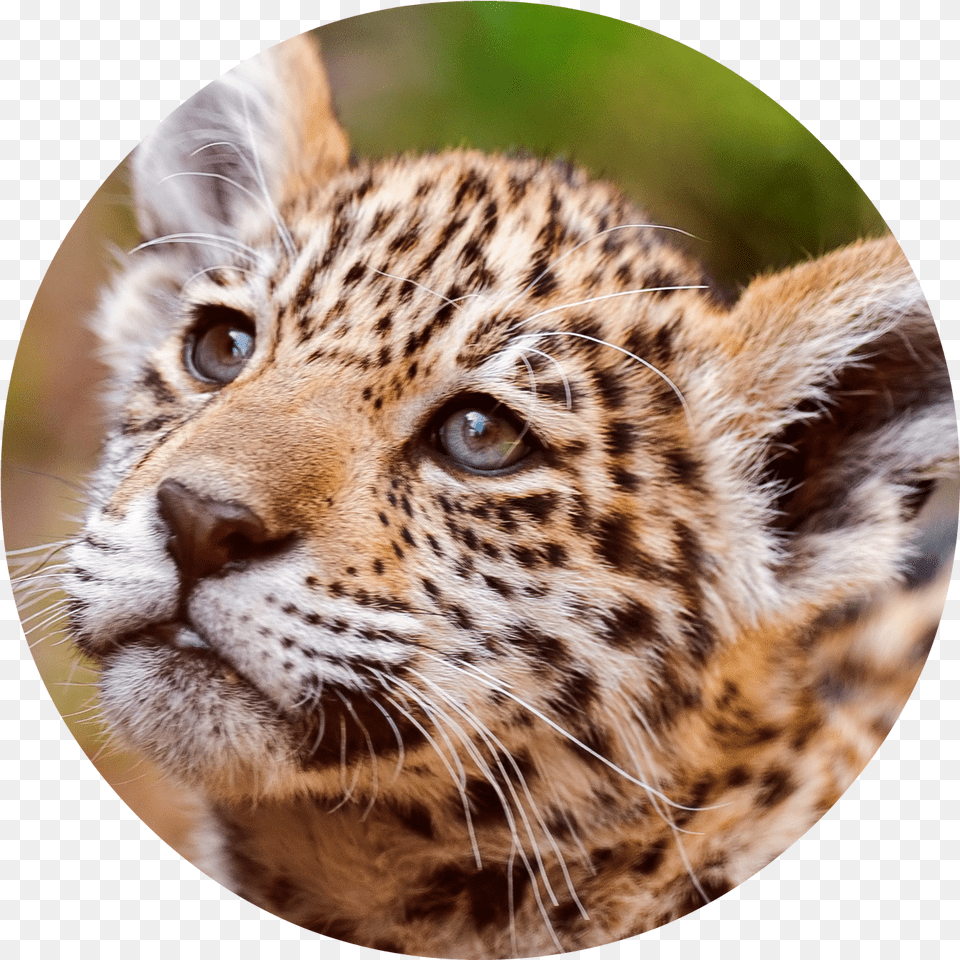 Jaguar Cub Jaguar, Animal, Mammal, Panther, Wildlife Free Png Download