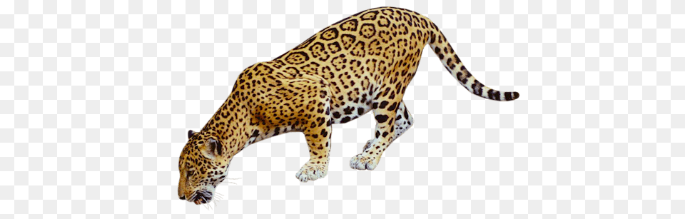 Jaguar Drinking, Animal, Mammal, Panther, Wildlife Free Transparent Png