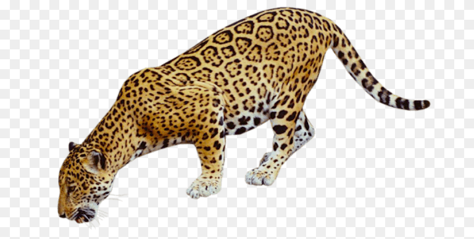 Jaguar Free Desktop, Animal, Mammal, Panther, Wildlife Png