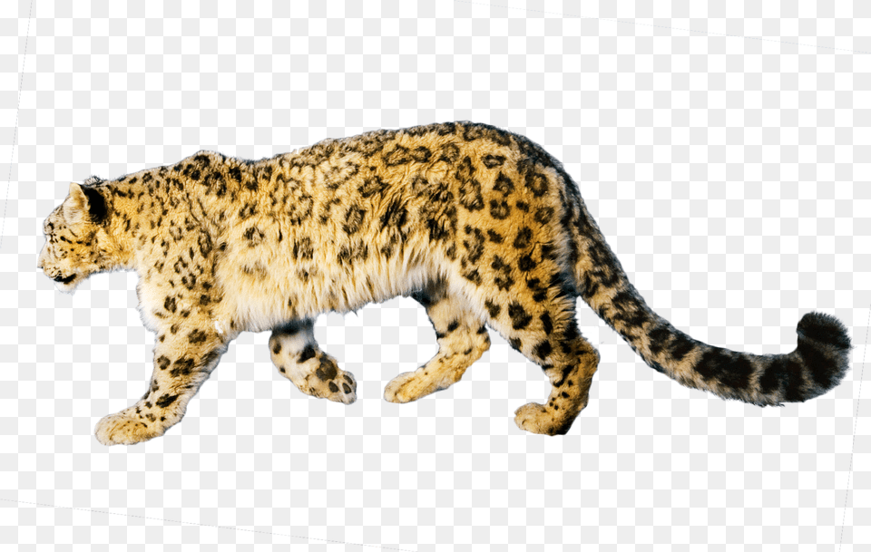 Jaguar Download Jaguar, Animal, Mammal, Panther, Wildlife Free Transparent Png